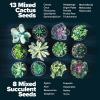 imageHOME GROWN Succulent ampamp Cactus Seed Kit for Planting  Enthusiasts Favorites Premium Cactus ampamp Succulent Starter Kit 4 Planters Drip Trays Markers Seeds Mix Soil  DIY Gift KitsCactus Garden Kit