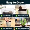 imageHOME GROWN Succulent ampamp Cactus Seed Kit for Planting  Enthusiasts Favorites Premium Cactus ampamp Succulent Starter Kit 4 Planters Drip Trays Markers Seeds Mix Soil  DIY Gift KitsCactus Garden Kit