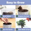 imageHome Grown Bonsai Tree Kit  Premium Ceramic Starter Set with 4 Bonsai Varieties  Easy Indoor Gardening Gift for Men ampamp Women  Unique Plant Kit for Beginners ampamp Nature Lovers