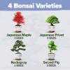 imageHome Grown Bonsai Tree Kit  Premium Ceramic Starter Set with 4 Bonsai Varieties  Easy Indoor Gardening Gift for Men ampamp Women  Unique Plant Kit for Beginners ampamp Nature Lovers