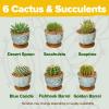imageSucculent ampamp Cactus Grow Kit  Complete Plant Gift Set with 4 Ceramic Pots ampamp Trays 6 Seed Packs 3 Cactus 3 Succulent Plant Markers Peat Pellets Nutrients ampamp Guide  Ideal Holiday ampamp Birthday Gift