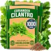 imageHOME GROWN   1000 Cilantro Seeds for Planting Indoors or Outdoors  NonGMO Heirloom Herbs Coriander Plant Seeds Herb Seeds Collection for Herb Garden Coriandrum sativum