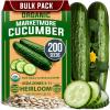 Cucumber