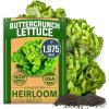 Buttercrunch Lettuce