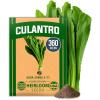 Culantro