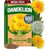 Dandelion