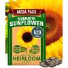 imageHOME GROWN   Autumn Beauty Sunflower Seeds to Plant 40 Heirloom NonGMO Sunflower Seeds for Planting Blooms for Pollinator Support and Ornamental Flower Garden Helianthus annuusMammoth Sunflower