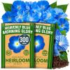 Morning Glory 2-Pack