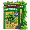 imageHOME GROWN Premium Common Mint Seeds Bulk Pack 3600   Heirloom Herb Seeds USA Sourced  Ideal for Planting Outdoors or Indoors for a Fresh Mint Tea Garden Mentha sppPeppermint 2Pack