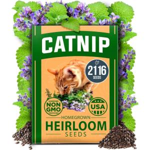 imageHOME GROWN   500 Cilantro Seeds for Planting Indoors or Outdoors  Heirloom  Coriander Seeds Grow Your Own Cilantro Plant  Culinary Herb Seeds for Your Herb GardenCatnip