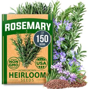 imageHOME GROWN   500 Cilantro Seeds for Planting Indoors or Outdoors  Heirloom  Coriander Seeds Grow Your Own Cilantro Plant  Culinary Herb Seeds for Your Herb GardenRosemary