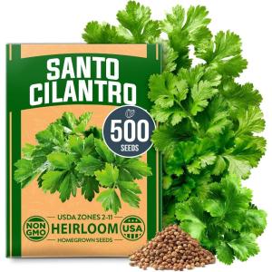 imageHOME GROWN   500 Cilantro Seeds for Planting Indoors or Outdoors  Heirloom  Coriander Seeds Grow Your Own Cilantro Plant  Culinary Herb Seeds for Your Herb GardenSanto Cilantro