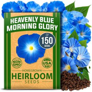 imageHOME GROWN   Aubrieta Rock Cress Purple Flowering Ground Cover Seed Pack Perennial Cress Seeds for Planting Outdoor Lawn Gardens 300  Aubrieta deltoidea Flower SeedsMorning Glory