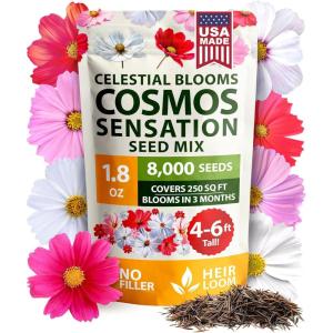 imageHOME GROWN   Aubrieta Rock Cress Purple Flowering Ground Cover Seed Pack Perennial Cress Seeds for Planting Outdoor Lawn Gardens 300  Aubrieta deltoidea Flower SeedsCosmos