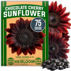 imageHOME GROWN   Autumn Beauty Sunflower Seeds to Plant 40 Heirloom NonGMO Sunflower Seeds for Planting Blooms for Pollinator Support and Ornamental Flower Garden Helianthus annuusChocolate Cherry Sunflower