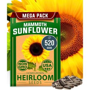 imageHOME GROWN   Autumn Beauty Sunflower Seeds to Plant 40 Heirloom NonGMO Sunflower Seeds for Planting Blooms for Pollinator Support and Ornamental Flower Garden Helianthus annuusMammoth Sunflower