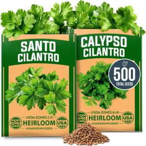 imageHOME GROWN Premium Common Mint Seeds Bulk Pack 3600   Heirloom Herb Seeds USA Sourced  Ideal for Planting Outdoors or Indoors for a Fresh Mint Tea Garden Mentha sppSanto Calypso 2Pack