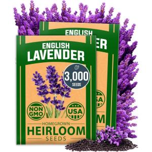 imageHOME GROWN Premium Common Mint Seeds Bulk Pack 3600   Heirloom Herb Seeds USA Sourced  Ideal for Planting Outdoors or Indoors for a Fresh Mint Tea Garden Mentha sppLavender 2Pack