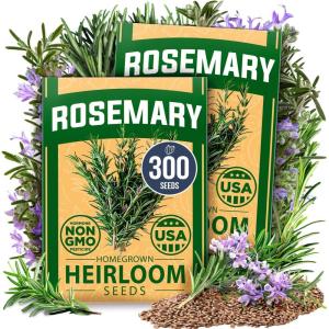 imageHOME GROWN Premium Common Mint Seeds Bulk Pack 3600   Heirloom Herb Seeds USA Sourced  Ideal for Planting Outdoors or Indoors for a Fresh Mint Tea Garden Mentha sppRosemary 2Pack