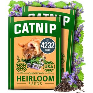 imageHOME GROWN Premium Common Mint Seeds Bulk Pack 3600   Heirloom Herb Seeds USA Sourced  Ideal for Planting Outdoors or Indoors for a Fresh Mint Tea Garden Mentha sppCatnip 2Pack