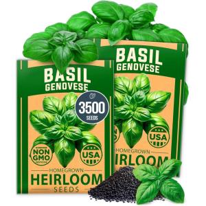 imageHOME GROWN Premium Common Mint Seeds Bulk Pack 3600   Heirloom Herb Seeds USA Sourced  Ideal for Planting Outdoors or Indoors for a Fresh Mint Tea Garden Mentha sppBasil 2Pack