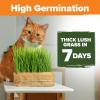 imageHOME GROWN   1 Pound Cat Grass Seeds for Cat ampamp Kittens Oat ampamp Barley Mix 100  Heirloom Grow Fresh Kitty Grass for Chewing Pet Grass for Cats Indoor Garden16 oz
