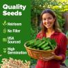imageHOME GROWN   Persian Cucumber Seeds  50 Heirloom NonGMO HighYielding Beit Alpha Variety  Fast Growing Sweet Tender Skin Home Vegetable Garden Seeds Cucumis sativus