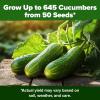 imageHOME GROWN   Persian Cucumber Seeds  50 Heirloom NonGMO HighYielding Beit Alpha Variety  Fast Growing Sweet Tender Skin Home Vegetable Garden Seeds Cucumis sativus