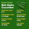 imageHOME GROWN   Persian Cucumber Seeds  50 Heirloom NonGMO HighYielding Beit Alpha Variety  Fast Growing Sweet Tender Skin Home Vegetable Garden Seeds Cucumis sativus