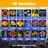 imageHOME GROWN 131200 Pure Wildflower Seeds   Premium Texas Flower Seeds 3 Oz Perennial Garden Seeds for Birds ampamp Butterflies  Wild Flowers Bulk Perennial 22 Varieties Flower Seed for Planting2 oz