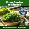 imageHOME GROWN San Marzano Tomato Seeds  132 Heirloom   Seeds  High Germination Tomatoes for Indoor ampamp Outdoor Growing  Classic Paste Variety for Gardeners ampamp Home UseVates Collard 2Pack