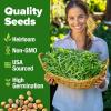 imageHOME GROWN San Marzano Tomato Seeds  132 Heirloom   Seeds  High Germination Tomatoes for Indoor ampamp Outdoor Growing  Classic Paste Variety for Gardeners ampamp Home UseArugula 2Pack