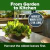 imageHOME GROWN San Marzano Tomato Seeds  132 Heirloom   Seeds  High Germination Tomatoes for Indoor ampamp Outdoor Growing  Classic Paste Variety for Gardeners ampamp Home UseGeorgia Collard 2Pack