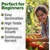 imageHOME GROWN San Marzano Tomato Seeds  132 Heirloom   Seeds  High Germination Tomatoes for Indoor ampamp Outdoor Growing  Classic Paste Variety for Gardeners ampamp Home UseBeefsteak Tomato 2Pack