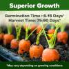 imageHOME GROWN San Marzano Tomato Seeds  132 Heirloom   Seeds  High Germination Tomatoes for Indoor ampamp Outdoor Growing  Classic Paste Variety for Gardeners ampamp Home UseCarrot 2Pack