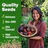 imageHOME GROWN San Marzano Tomato Seeds  132 Heirloom   Seeds  High Germination Tomatoes for Indoor ampamp Outdoor Growing  Classic Paste Variety for Gardeners ampamp Home UseCherokee Tomato 2Pack
