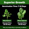 imageHOME GROWN San Marzano Tomato Seeds  132 Heirloom   Seeds  High Germination Tomatoes for Indoor ampamp Outdoor Growing  Classic Paste Variety for Gardeners ampamp Home UseSpinach 2Pack