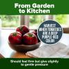 imageHOME GROWN San Marzano Tomato Seeds  132 Heirloom   Seeds  High Germination Tomatoes for Indoor ampamp Outdoor Growing  Classic Paste Variety for Gardeners ampamp Home UseCherokee Tomato 2Pack