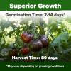 imageHOME GROWN San Marzano Tomato Seeds  132 Heirloom   Seeds  High Germination Tomatoes for Indoor ampamp Outdoor Growing  Classic Paste Variety for Gardeners ampamp Home UseCherokee Tomato 2Pack