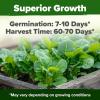 imageHOME GROWN San Marzano Tomato Seeds  132 Heirloom   Seeds  High Germination Tomatoes for Indoor ampamp Outdoor Growing  Classic Paste Variety for Gardeners ampamp Home UseRomaine Lettuce 2Pack