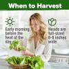 imageHOME GROWN San Marzano Tomato Seeds  132 Heirloom   Seeds  High Germination Tomatoes for Indoor ampamp Outdoor Growing  Classic Paste Variety for Gardeners ampamp Home UseButtercrunch Lettuce 2Pack