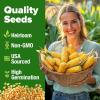 imageHOME GROWN San Marzano Tomato Seeds  132 Heirloom   Seeds  High Germination Tomatoes for Indoor ampamp Outdoor Growing  Classic Paste Variety for Gardeners ampamp Home UseCorn 2Pack