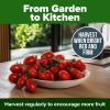 imageHOME GROWN San Marzano Tomato Seeds  132 Heirloom   Seeds  High Germination Tomatoes for Indoor ampamp Outdoor Growing  Classic Paste Variety for Gardeners ampamp Home UseSan Marzano Tomato 2Pack