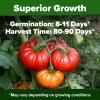 imageHOME GROWN San Marzano Tomato Seeds  132 Heirloom   Seeds  High Germination Tomatoes for Indoor ampamp Outdoor Growing  Classic Paste Variety for Gardeners ampamp Home UseBeefsteak Tomato 2Pack