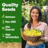 imageHOME GROWN San Marzano Tomato Seeds  132 Heirloom   Seeds  High Germination Tomatoes for Indoor ampamp Outdoor Growing  Classic Paste Variety for Gardeners ampamp Home UseBanana Pepper 2Pack