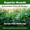 imageHOME GROWN San Marzano Tomato Seeds  132 Heirloom   Seeds  High Germination Tomatoes for Indoor ampamp Outdoor Growing  Classic Paste Variety for Gardeners ampamp Home UseOkra 2Pack