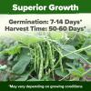 imageHOME GROWN San Marzano Tomato Seeds  132 Heirloom   Seeds  High Germination Tomatoes for Indoor ampamp Outdoor Growing  Classic Paste Variety for Gardeners ampamp Home UseContender 2Pack