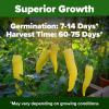 imageHOME GROWN San Marzano Tomato Seeds  132 Heirloom   Seeds  High Germination Tomatoes for Indoor ampamp Outdoor Growing  Classic Paste Variety for Gardeners ampamp Home UseBanana Pepper 2Pack
