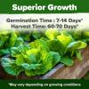 imageHOME GROWN San Marzano Tomato Seeds  132 Heirloom   Seeds  High Germination Tomatoes for Indoor ampamp Outdoor Growing  Classic Paste Variety for Gardeners ampamp Home UseButtercrunch Lettuce 2Pack