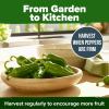 imageHOME GROWN San Marzano Tomato Seeds  132 Heirloom   Seeds  High Germination Tomatoes for Indoor ampamp Outdoor Growing  Classic Paste Variety for Gardeners ampamp Home UseJalapeno Pepper 2Pack